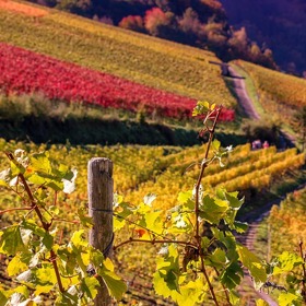 Podzimní vinná réva má svoje kouzlo. Díky návštěvě jižní Moravy to můžete zjistit i vy