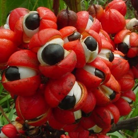 Guarana s medem vám dodá energii