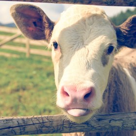 Hospodářská zvířata chovaná pro maso produkují velké množství skleníkových plynů.
