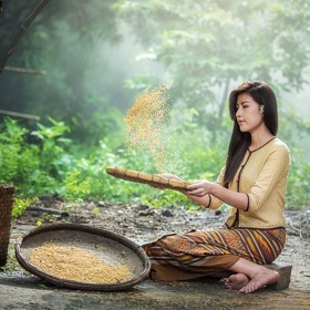 U asijské diety hraje hlavní roli rýže