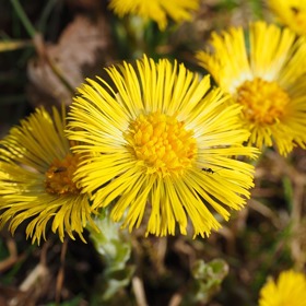 Bylinky mají někdy větší sílu než celá lékárna.