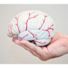 Mozek je řídící orgán naší nervové soustavy