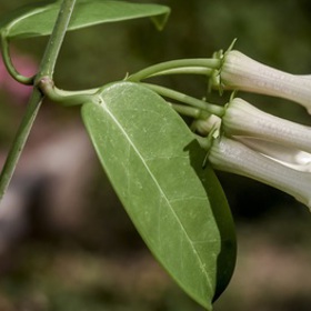 Bílé květy intenzivně voní