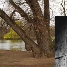 Ve stromovce si dejte pozor na strašidelného pojídače ryb