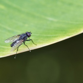 Ve středověku se používaly hlavně na odpuzování hmyzu.