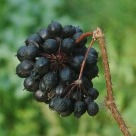 Eleuterokok ostnitý, neboli čertův kořen snižuje pocit únavy, pálení očí a zvyšuje ostrost vidění.