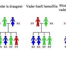 Kdo může hemofilie přenášet?