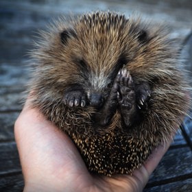 Někdy ani sami řidiči nevěří, co všechno lidé v hromadné dopravě zapomenou. Třeba ježka.