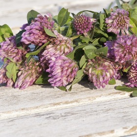 Zvládnout přechod vám pomůžou i bylinky.