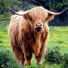 Býčí žlázy patří mezi delikatesy.