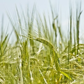 Každodenní a dlouhodobé užívání nápoje ze šťávy mladého ječmene se projeví na celkové kondici a rozhodně se vyplatí.