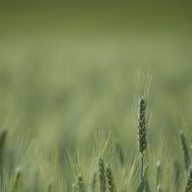 Ječmen je rod čeledi lipnicovitých.