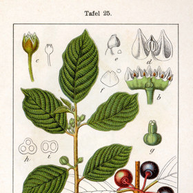 Frangula alnus, jejíž kůra má významné léčebné účinky.