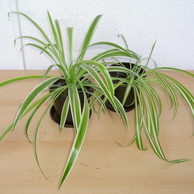 Zelenec je vděčná pokojová rostlina, která přinese spoustu radosti i naprostým amatérům. Ať ji umístíme kamkoliv, všude obrazí dlouhými trávovými listy tvořícími zvlněné růžice.