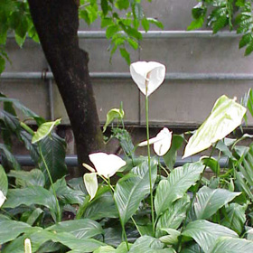 Lopatkovec je velmi krásná, ale i nenáročná rostlina.