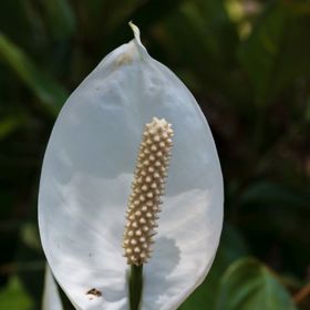 Krásné bílé květy jsou navíc ozdobeny smetanovými palicemi.