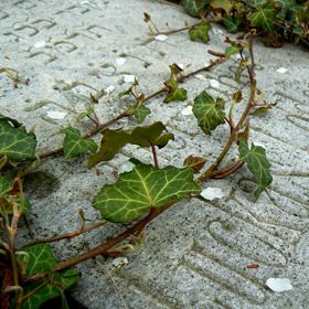 Břečťan umí skvěle odstranit benzen z ovzduší.