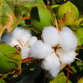 Takhle vypadá rostlina, na které roste bavlna