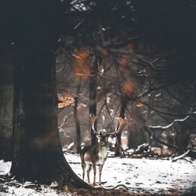 Okrasné i ovocné stromky omotejte pletivem, abyste je uchránili před ohlodáním.