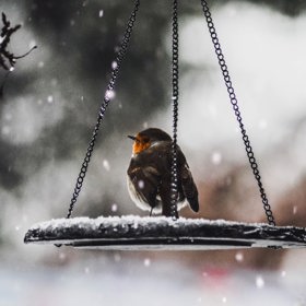 I když se nebudete moci kochat zelení, krmítko se vám jistě o zábavu postará.