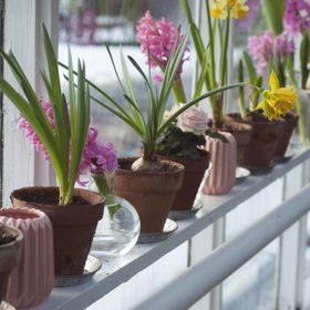 Exotické rostliny schovejte dovnitř.