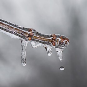 Na podzim keře pouze zbavte usušených květů.