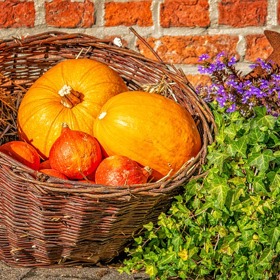 Dýňová sezóna je v plném proudu