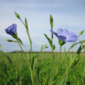 Rostlinky lnu jsou krásné i na pohled.