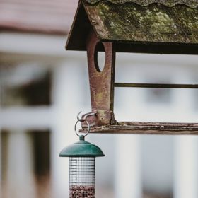 Začít s přikrmováním ptáků se může již od listopadu, nejpotřebnější je to během mrazivých zimních dní.