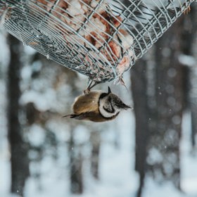 Nejobvyklejší jsou krmítka ze dřeva, ale použity mohou být samozřejmě i materiály jako plech a umělá hmota.