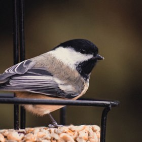 Při výběru ideálního umístění pro krmítko je prioritou bezpečnost, aby hodující ptáci nebyli v ohrožení.