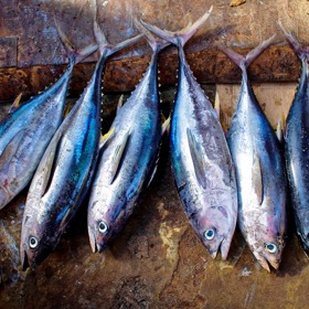 Jedním z hlavních důvodů, proč jíst ryby, je obsah omega-3 mastných kyselin v nich.