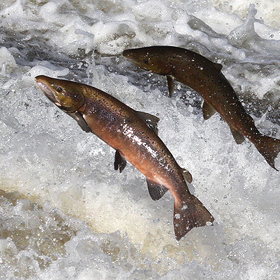 Losos je mastná mořská ryba s vyšším obsahem tuku. Zdravého tuku.