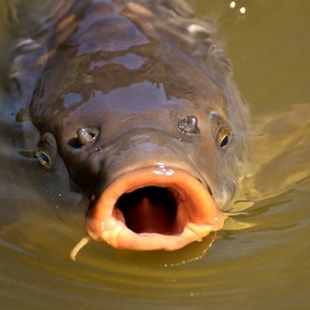 S kaprem je spojený vánoční zvyk - schovávání šupin pod talíř.