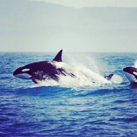 Milovník zvířat mohl pozorovat kosatky přímo na širém moři.