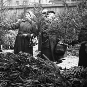 Stromky bývaly živé, levnější a hezčí