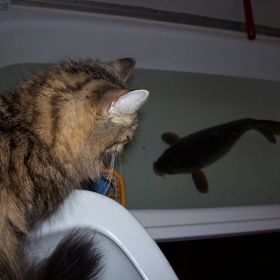 Ryba bude atrakcí pro celou rodinu.