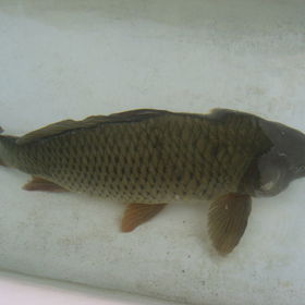 Voda by ve vaně měla být stejná jako v kádi.