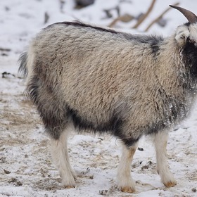 Koza kašmírská žije převážně v Indii a Tibetu.