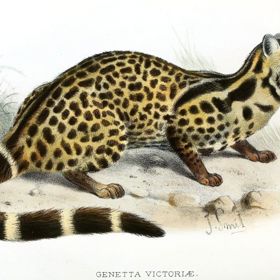 Cibetky jsou rozšířeny od Asie přes Afriku po jižní Evropu. Živí se hmyzem a tropickými plody včetně plodů kávovníku.