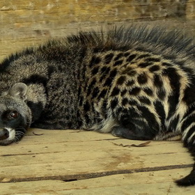 Znáte cibetky? Jedná se o podčeleď malých šelem z čeledi cibetkovitých.