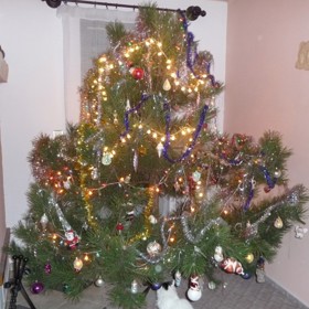 Borovice je oblíbená pro svou výdrž a dlouhé pevné jehlice.