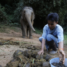 Sloní "bobíky" se pak dělí na sloní a kávové.