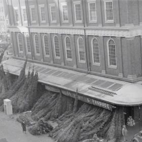 Stromek obstarával muž.