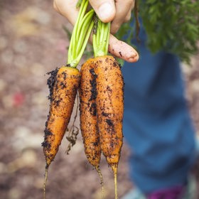 Kořenová zelenina napomáhá tvorbě slin.