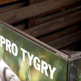 Tygři zase budou nadšení ze starého fotbalového míče.