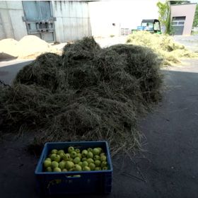 Lidé vozí jablka ze svých sadů do zoo zadarmo i přes rok.