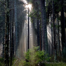 Dvě procenta dětí nikdy nebyla v lese.