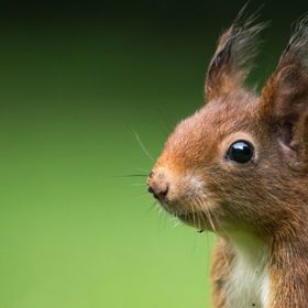 Veverku pozná 4,7 procenta dětí.