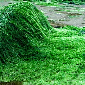 Je to díky řase zvané spirulina.